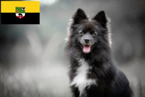 Read more about the article Pomsky breeders and puppies in Saxony-Anhalt