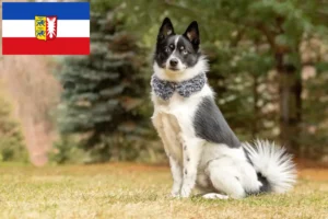 Read more about the article Pomsky breeders and puppies in Schleswig-Holstein