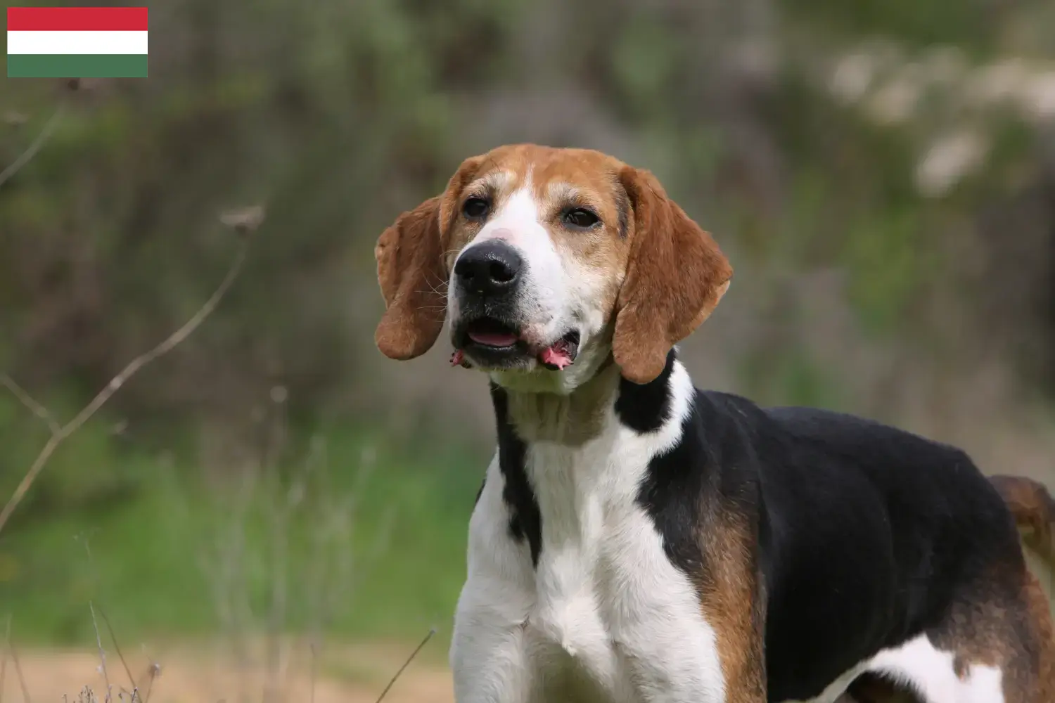 Read more about the article Anglo-Français de Petite Vénerie breeders and puppies in Hungary