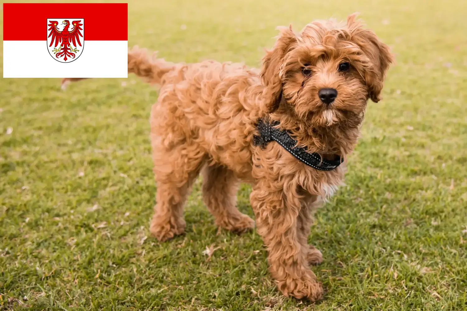 Read more about the article Cavoodle breeders and puppies in Brandenburg