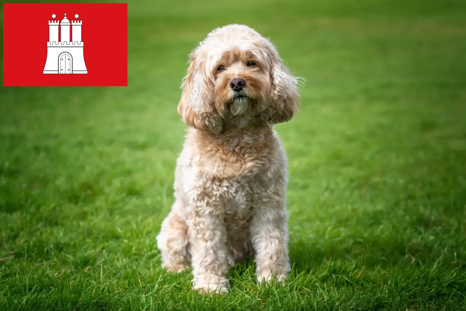 Read more about the article Cavoodle breeders and puppies in Hamburg