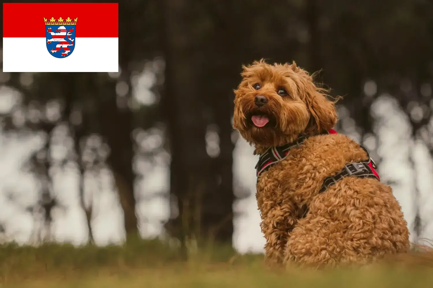 Read more about the article Cavoodle breeders and puppies in Hessen