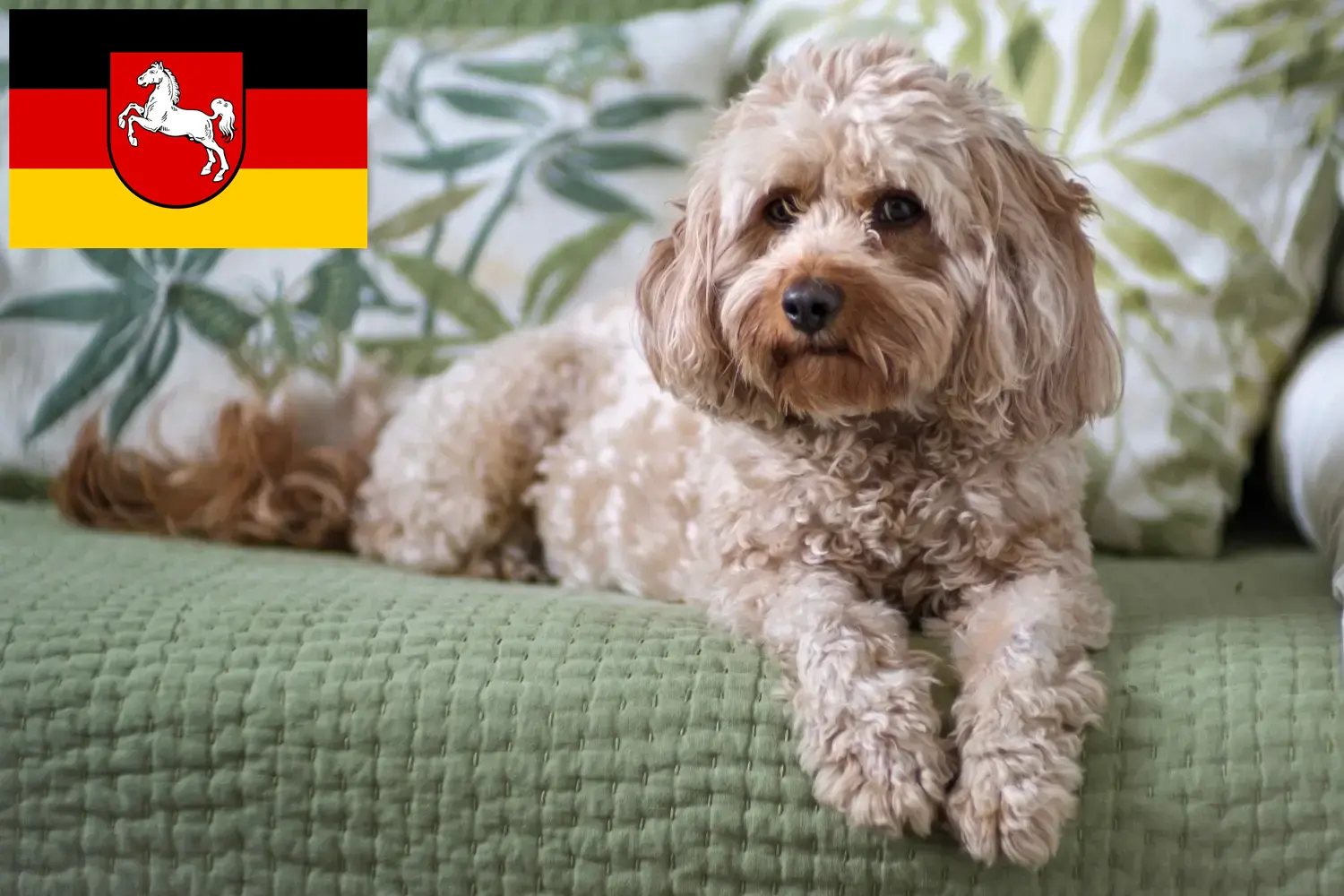 Read more about the article Cavoodle breeders and puppies in Lower Saxony