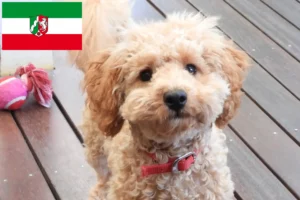 Read more about the article Cavoodle breeders and puppies in North Rhine-Westphalia