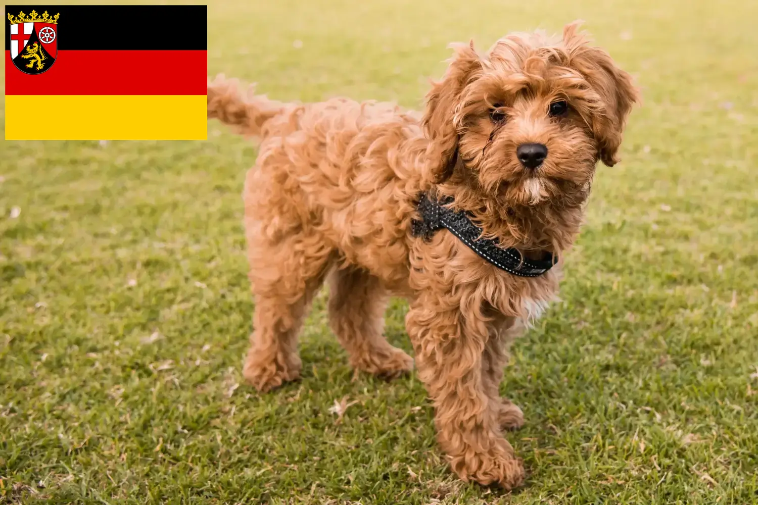 Read more about the article Cavoodle breeders and puppies in Rhineland-Palatinate