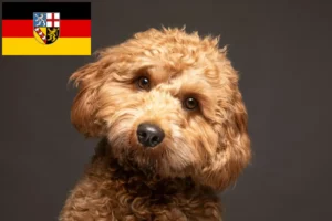 Read more about the article Cavoodle breeders and puppies in Saarland