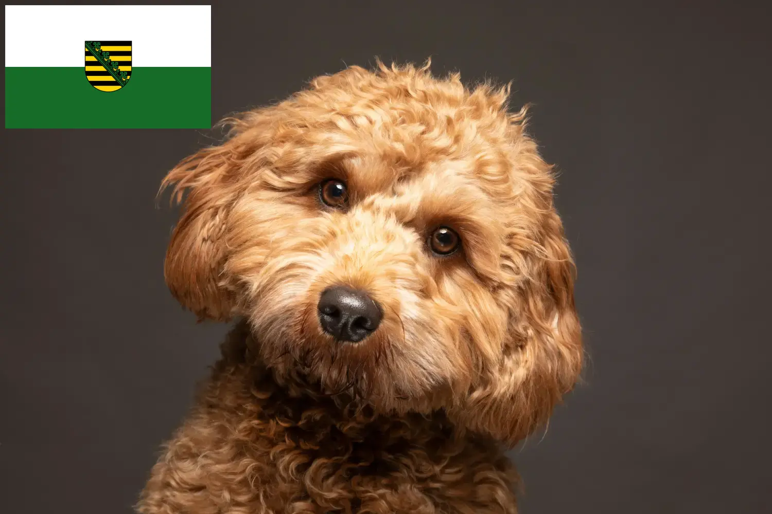 Read more about the article Cavoodle breeders and puppies in Saxony