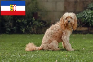 Read more about the article Cavoodle breeders and puppies in Schleswig-Holstein