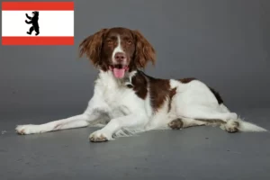 Read more about the article Drentse Patrijshond breeders and puppies in Berlin