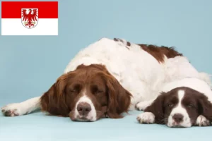 Read more about the article Drentse Patrijshond breeders and puppies in Brandenburg