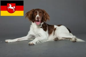 Read more about the article Drentse Patrijshond breeders and puppies in Lower Saxony