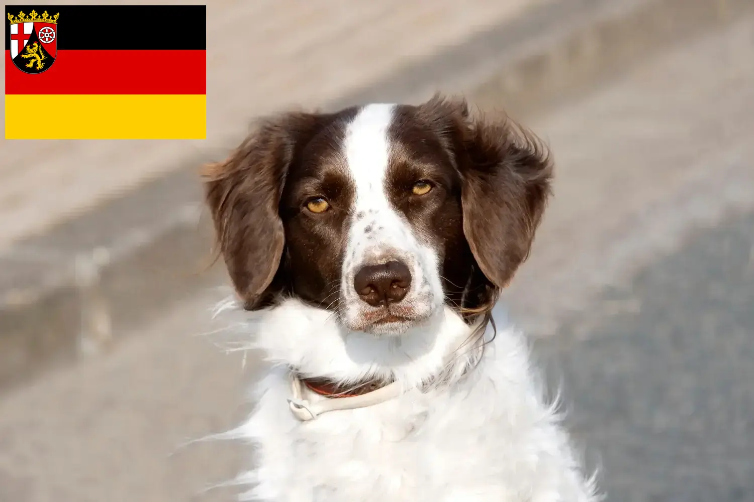 Read more about the article Drentse Patrijshond breeders and puppies in Rhineland-Palatinate