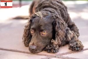 Read more about the article American Water Spaniel breeders and puppies in Berlin