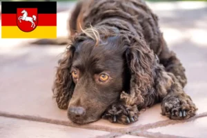 Read more about the article American Water Spaniel breeders and puppies in Lower Saxony