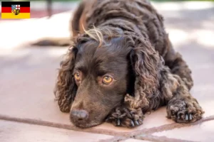 Read more about the article American Water Spaniel breeders and puppies in Saarland