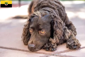 Read more about the article American Water Spaniel breeders and puppies in Saxony-Anhalt