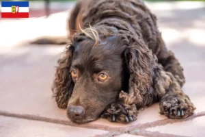 Read more about the article American Water Spaniel breeders and puppies in Schleswig-Holstein