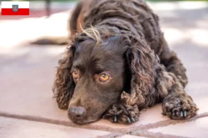 Read more about the article American Water Spaniel breeders and puppies in Thuringia