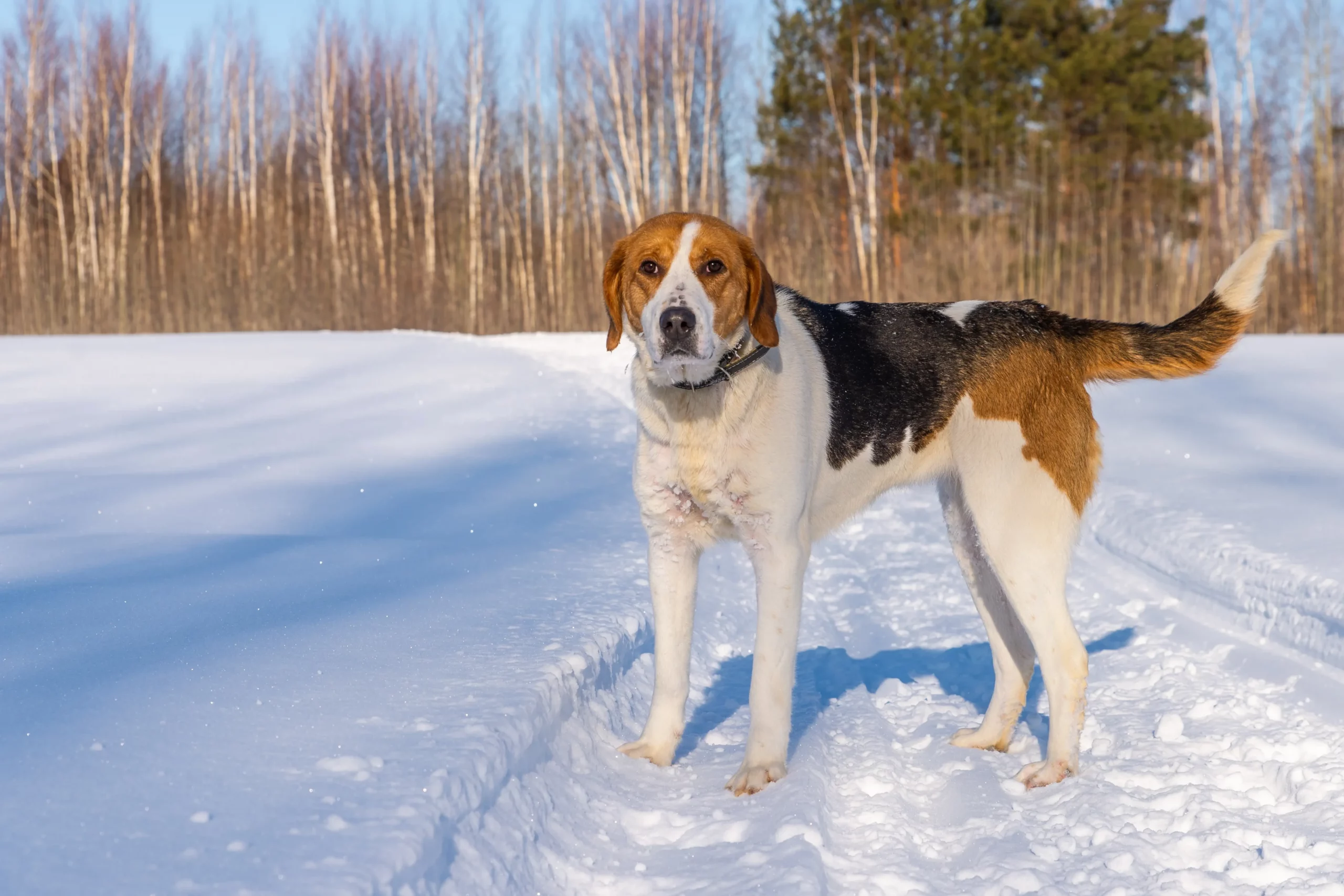 Read more about the article Anglo-Russian Gontjaja breeder