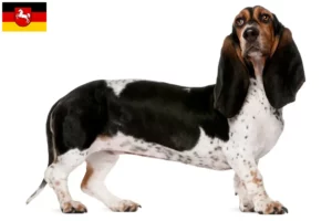 Read more about the article Basset Artésien Normand breeders and puppies in Lower Saxony