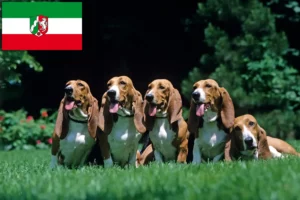 Read more about the article Basset Artésien Normand breeders and puppies in North Rhine-Westphalia