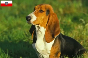 Read more about the article Basset Artésien Normand breeders and puppies in Thuringia