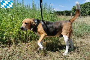 Read more about the article Beagle Harrier breeders and puppies in Bavaria