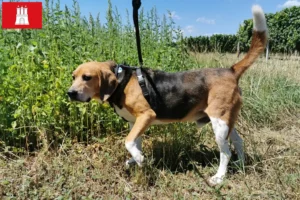 Read more about the article Beagle Harrier breeders and puppies in Hamburg