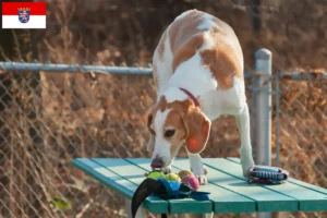 Read more about the article Beagle Harrier breeders and puppies in Hessen