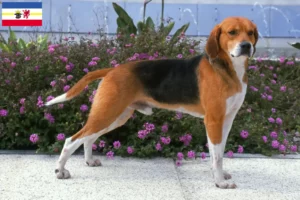 Read more about the article Beagle Harrier breeders and puppies in Mecklenburg-Vorpommern