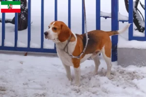 Read more about the article Beagle Harrier breeders and puppies in North Rhine-Westphalia