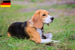 Read more about the article Beagle Harrier breeders and puppies in Rhineland-Palatinate