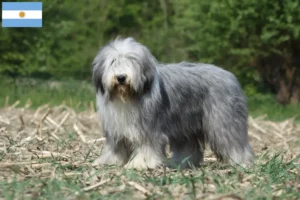 Read more about the article Bearded Collie breeders and puppies in Argentina