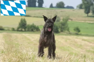 Read more about the article Bouvier des Ardennes breeders and puppies in Bavaria