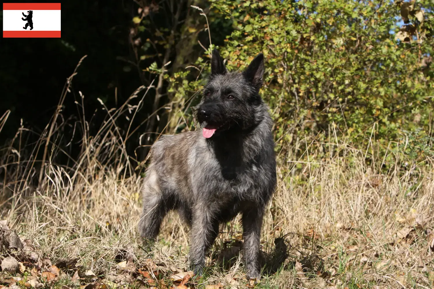 Read more about the article Bouvier des Ardennes breeders and puppies in Berlin