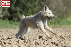 Read more about the article Bouvier des Ardennes breeders and puppies in Bremen