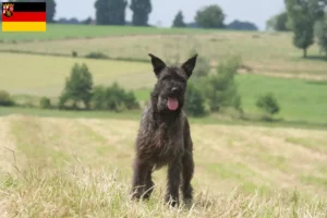 Read more about the article Bouvier des Ardennes breeders and puppies in Rhineland-Palatinate