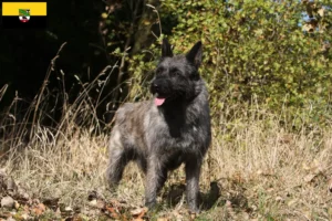 Read more about the article Bouvier des Ardennes breeders and puppies in Saxony-Anhalt