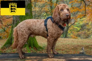 Read more about the article Cockapoo breeders and puppies in Baden-Württemberg