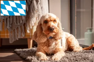 Read more about the article Cockapoo breeders and puppies in Bavaria