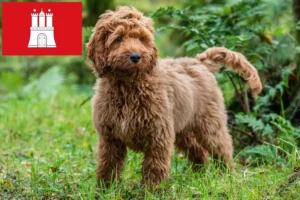 Read more about the article Cockapoo breeders and puppies in Hamburg