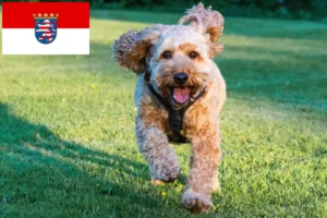 Read more about the article Cockapoo breeders and puppies in Hessen