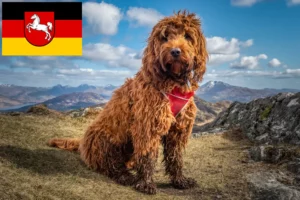 Read more about the article Cockapoo breeders and puppies in Lower Saxony