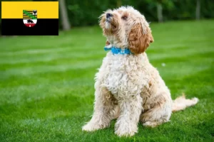 Read more about the article Cockapoo breeders and puppies in Saxony-Anhalt