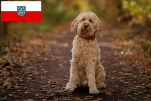 Read more about the article Cockapoo breeders and puppies in Thuringia