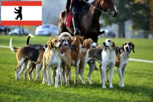 Read more about the article French hound breeder and puppies in Berlin