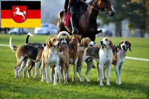 Read more about the article French hound breeders and puppies in Lower Saxony