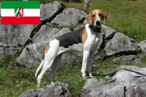 Read more about the article French hound breeders and puppies in North Rhine-Westphalia