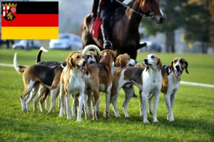 Read more about the article French hound breeders and puppies in Rhineland-Palatinate