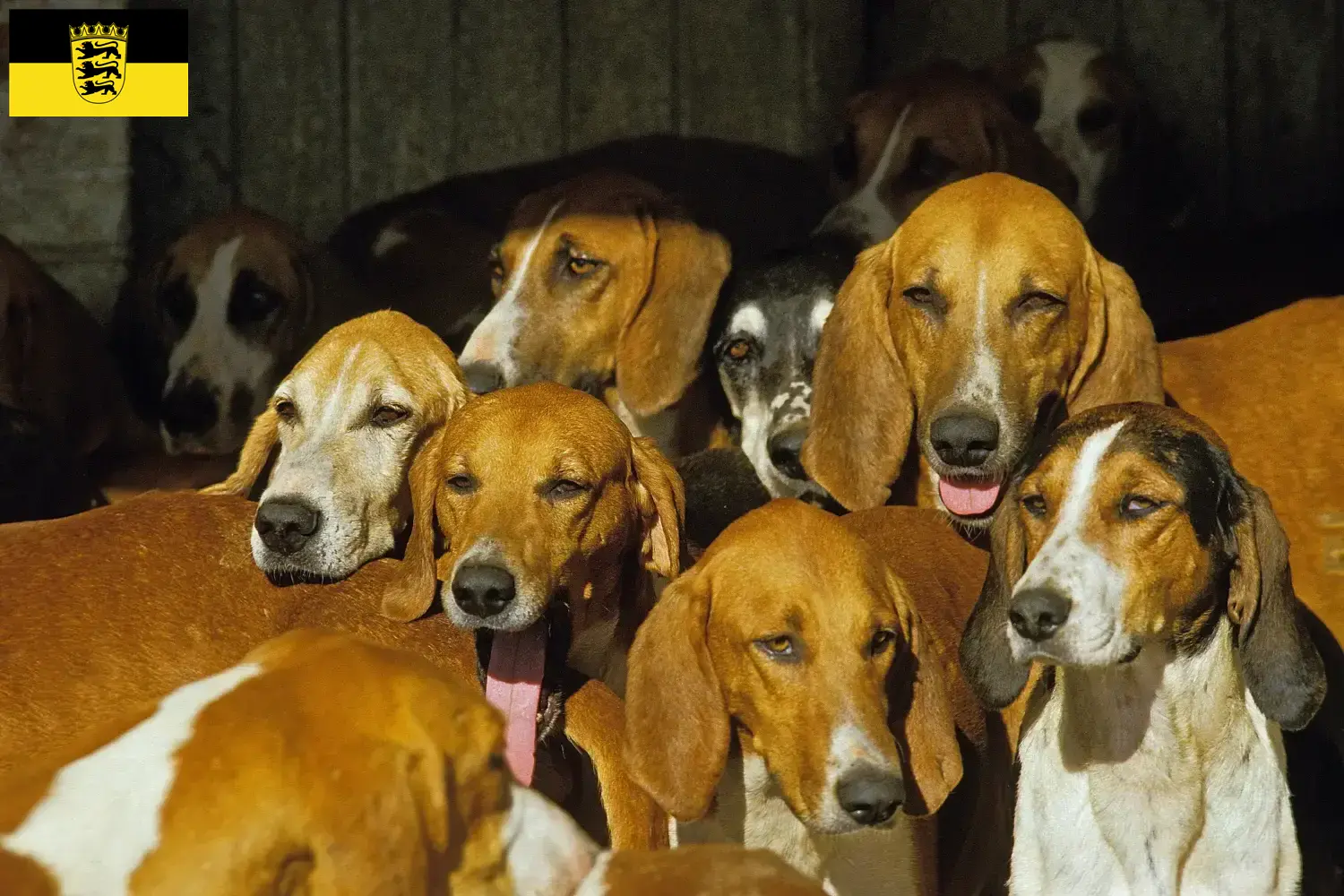 Grand Anglo-Français breeders and puppies in Baden-Württemberg - Dogweb ...